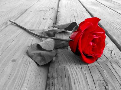 "Certaines personnes se plaignent que les roses aient des épines. Moi je suis reconnaissant que les épines aient des roses." -Alphonse Karr  